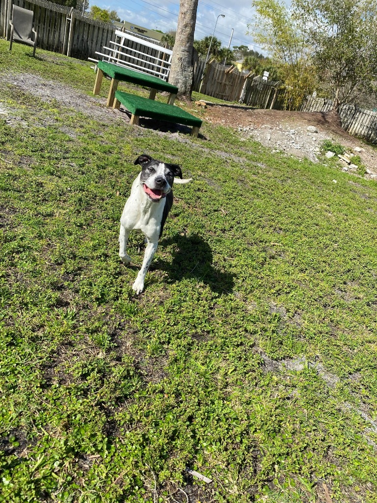 Lacie, an adoptable Pointer, Mixed Breed in Sebastian, FL, 32958 | Photo Image 5