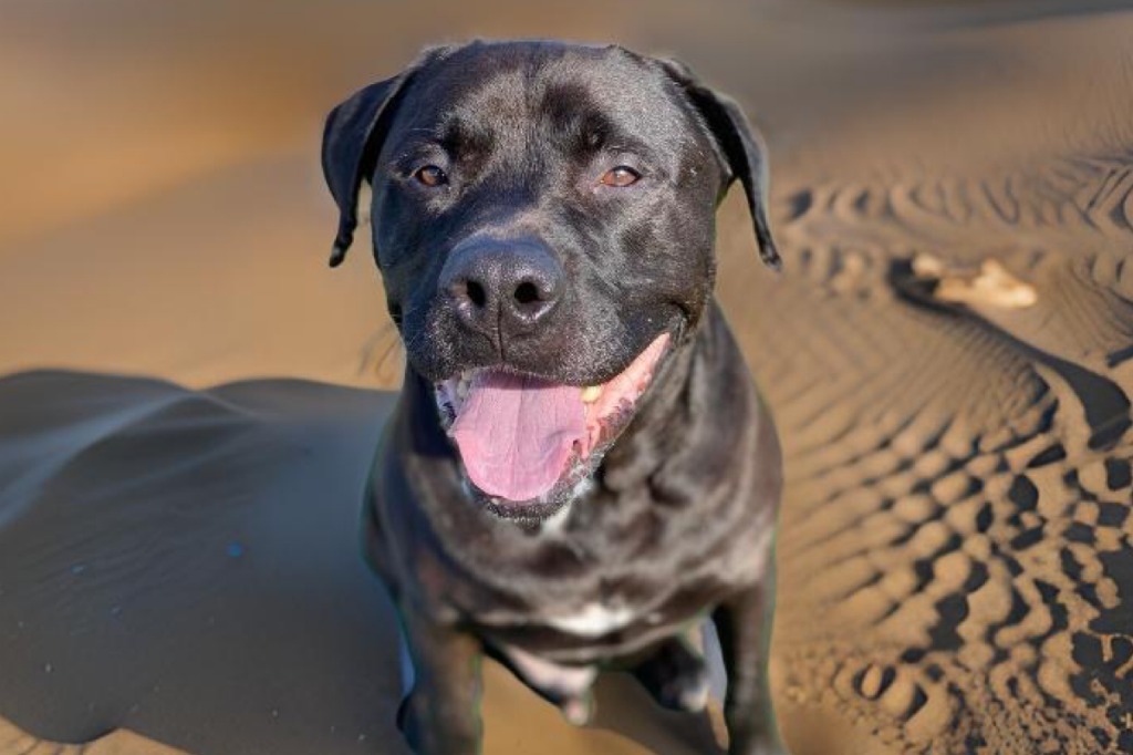 Howie, an adoptable Mastiff, Mixed Breed in Sebastian, FL, 32958 | Photo Image 1