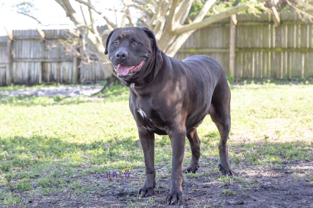 Howie, an adoptable Mastiff, Mixed Breed in Sebastian, FL, 32958 | Photo Image 2