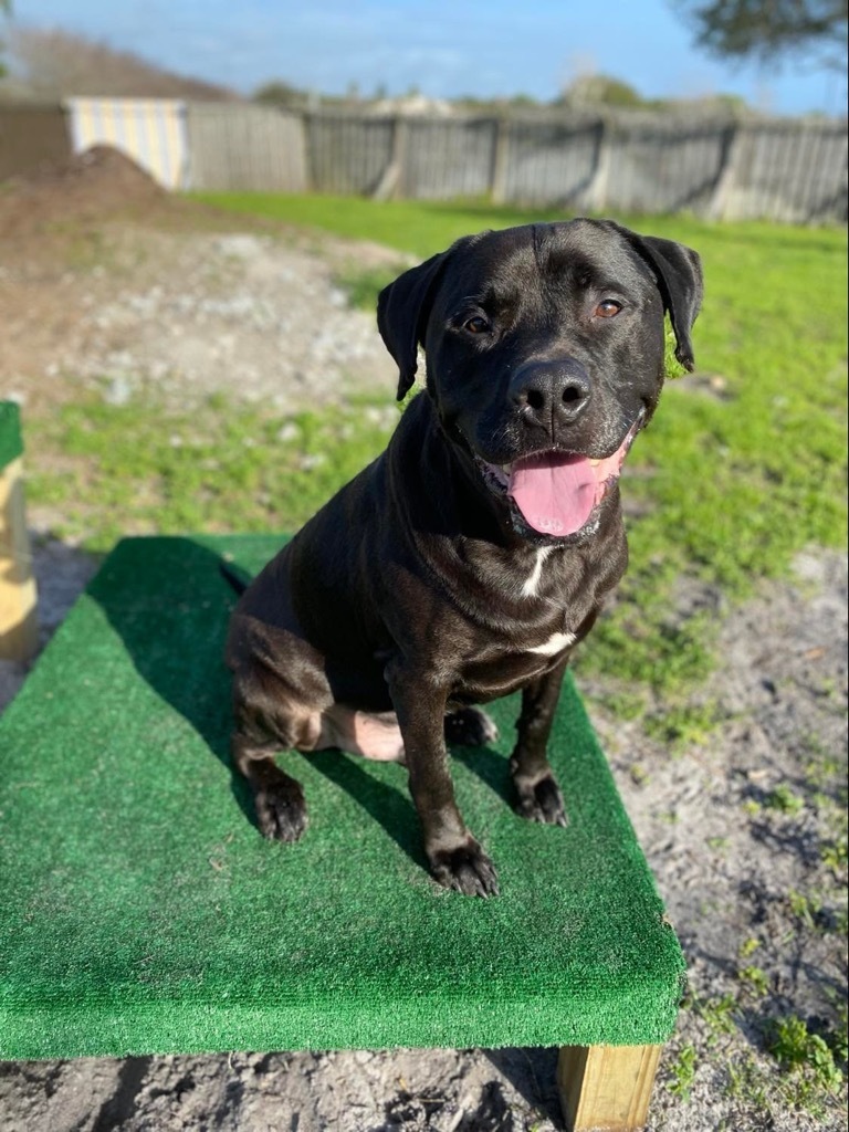 Howie, an adoptable Mastiff, Mixed Breed in Sebastian, FL, 32958 | Photo Image 3