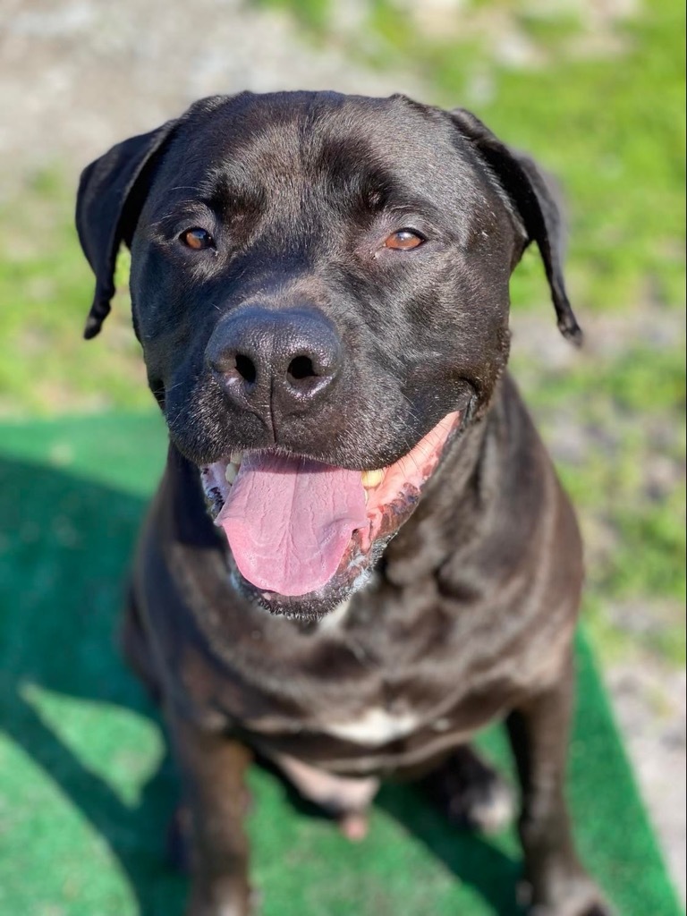 Howie, an adoptable Mastiff, Mixed Breed in Sebastian, FL, 32958 | Photo Image 4