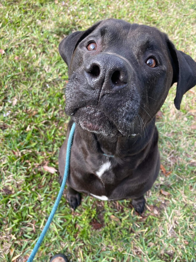Howie, an adoptable Mastiff, Mixed Breed in Sebastian, FL, 32958 | Photo Image 6