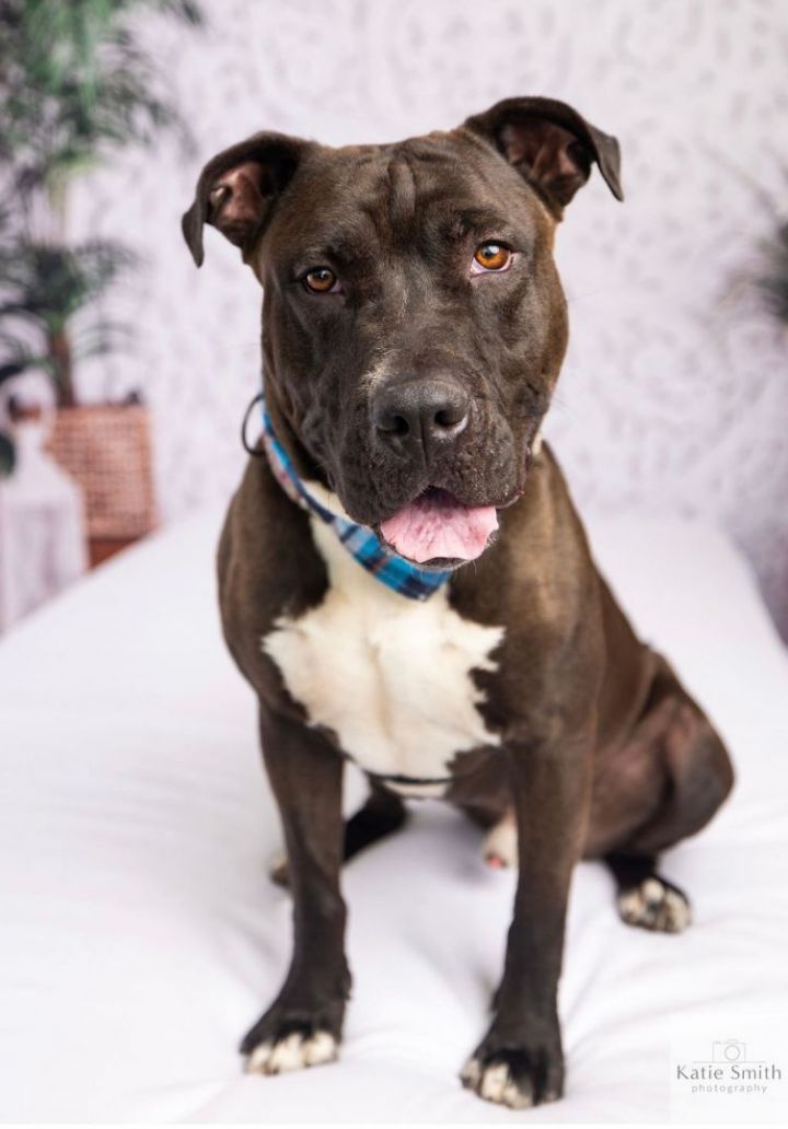 Dog For Adoption - Scooby, An American Staffordshire Terrier & Boxer 