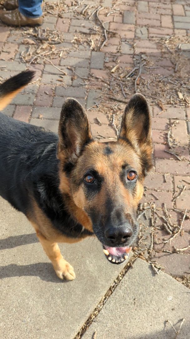 Freeway, an adoptable German Shepherd Dog in Minneapolis, MN_image-6