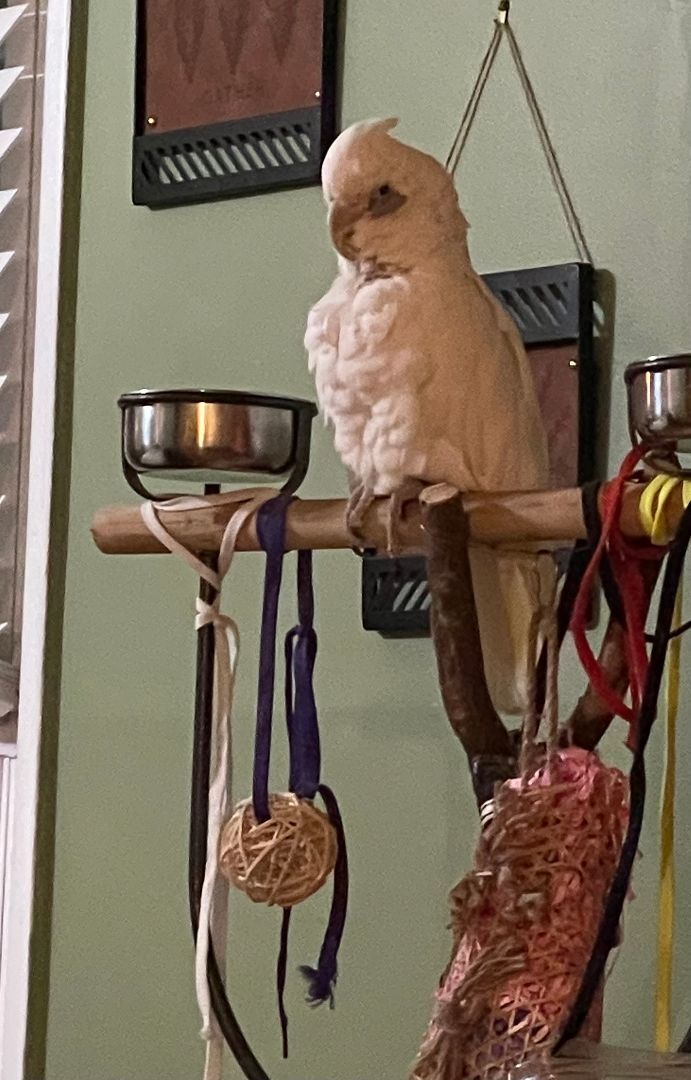 Sadie, an adoptable Cockatoo in North Babylon, NY_image-2