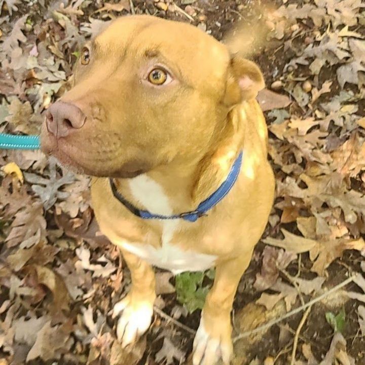 Foxy, an adoptable American Staffordshire Terrier & Feist Mix in La Plata, MD_image-5