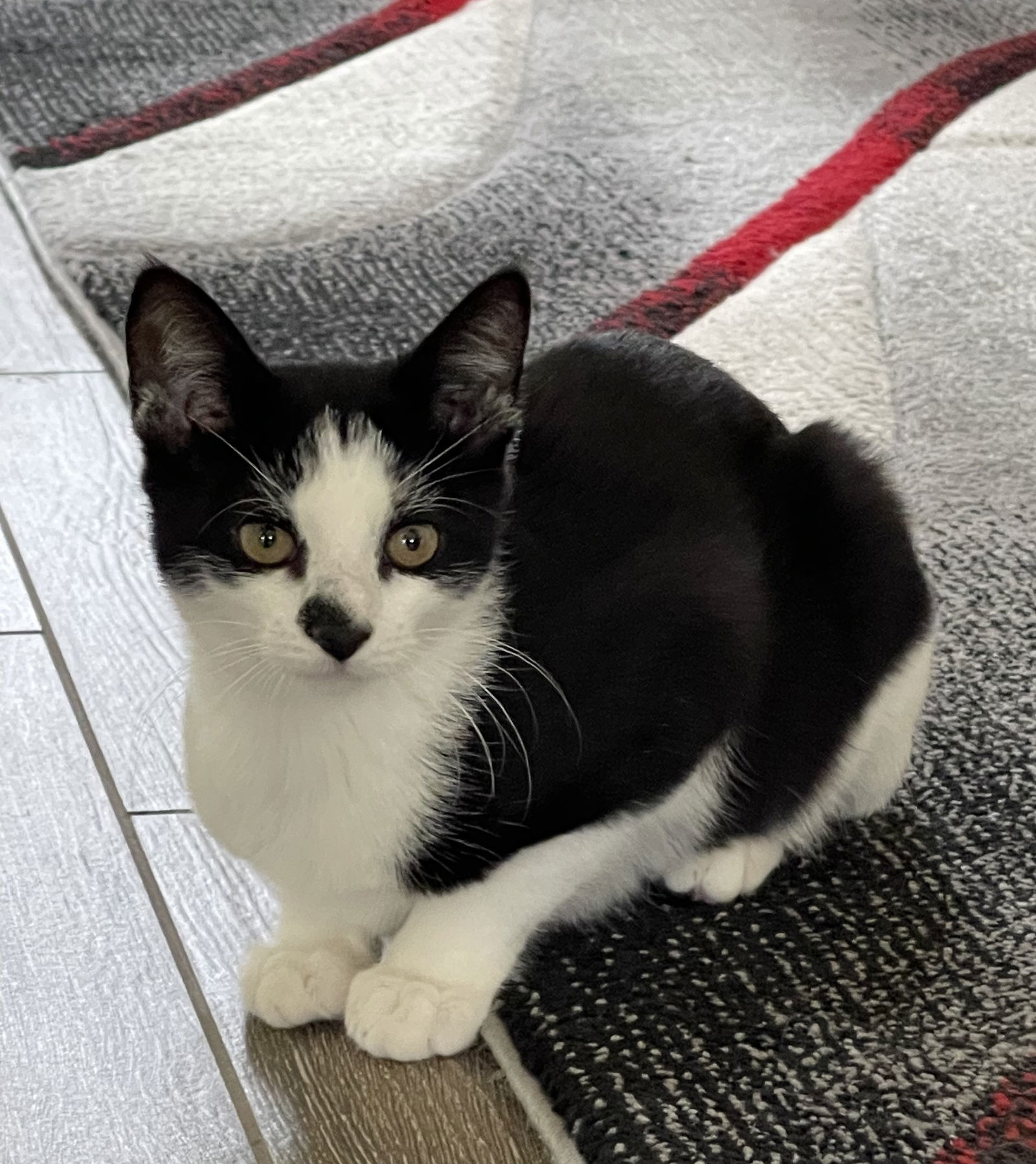 Spot, an adoptable Tuxedo in Plano, TX, 75026 | Photo Image 1