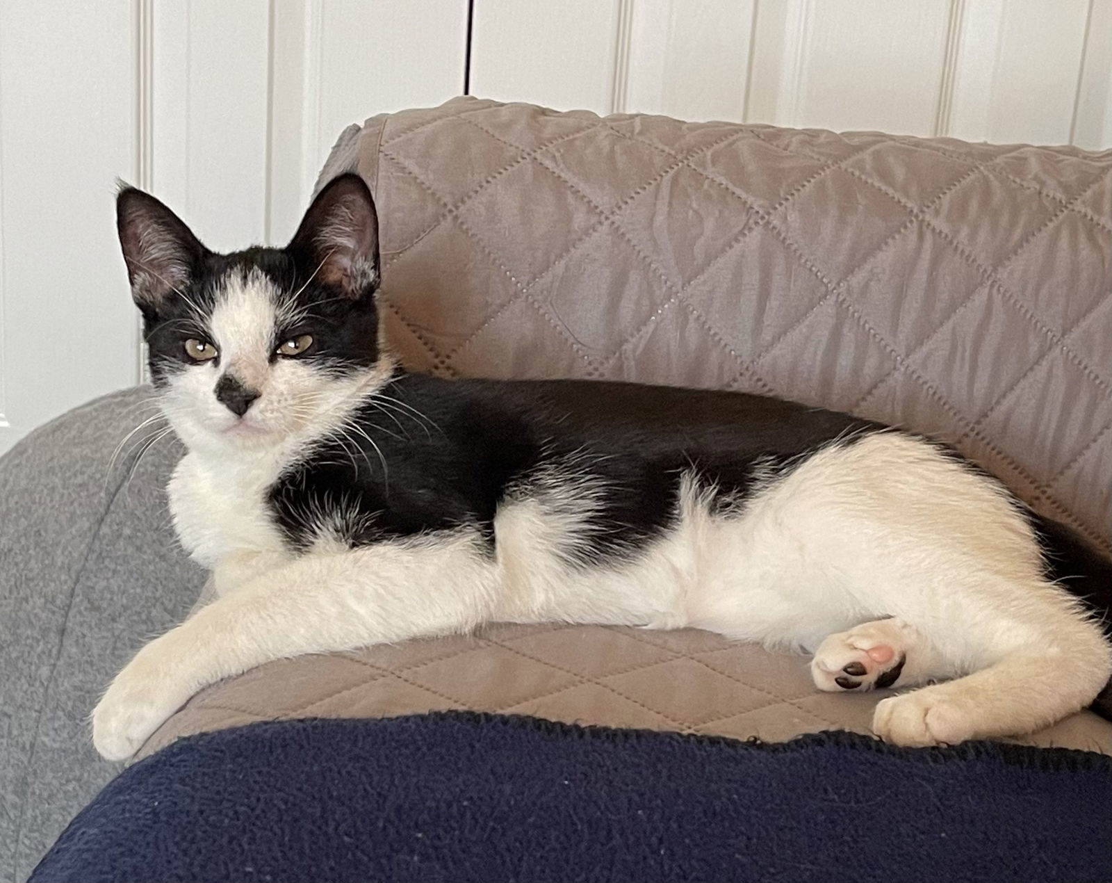 Spot, an adoptable Tuxedo in Plano, TX, 75026 | Photo Image 2