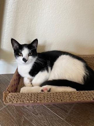 Spot, an adoptable Tuxedo in Plano, TX, 75026 | Photo Image 3