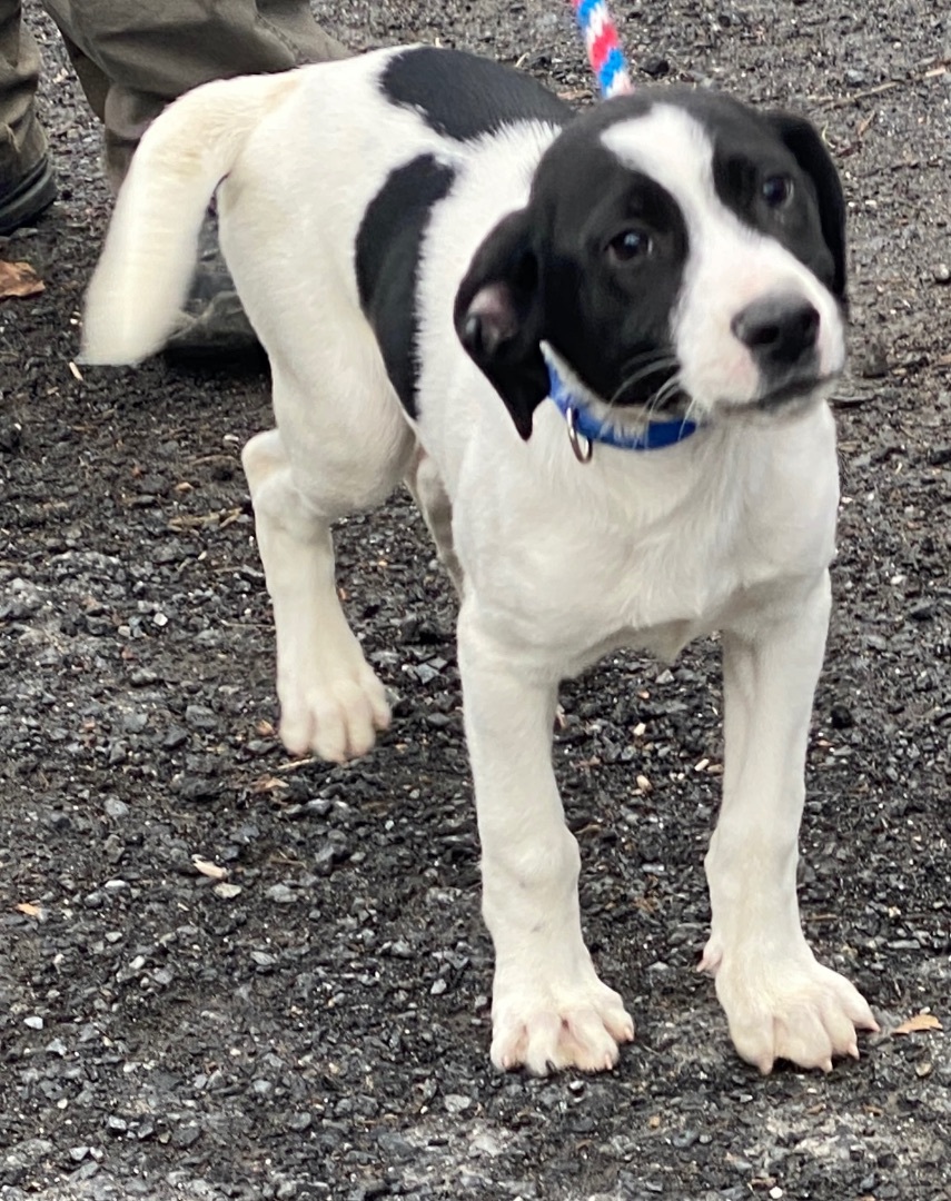 Shepherd mixes