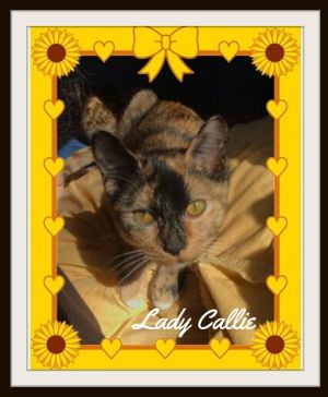 Lady Callie