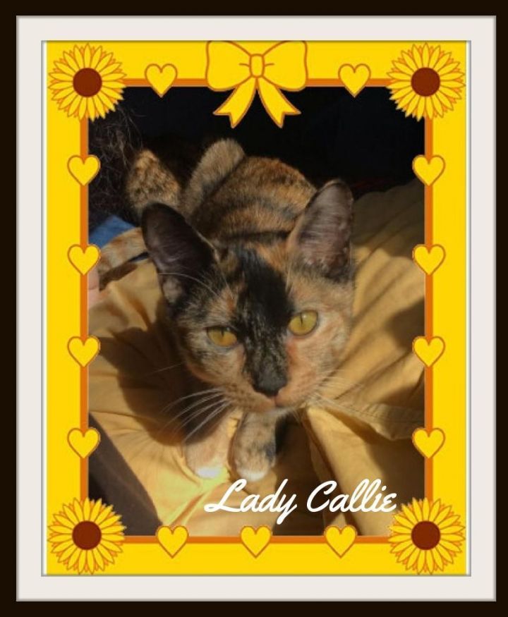 Lady Callie 1