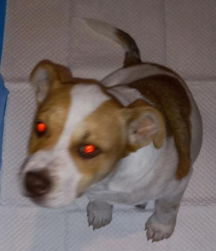 Fred, an adoptable Labrador Retriever & American Staffordshire Terrier Mix in San Antonio, TX_image-3