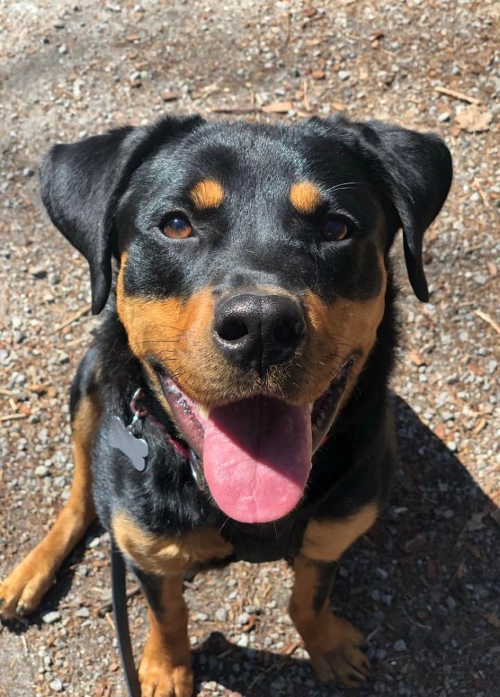 Figgy *HERE IN NH*, an adoptable Rottweiler Mix in Northwood, NH_image-5