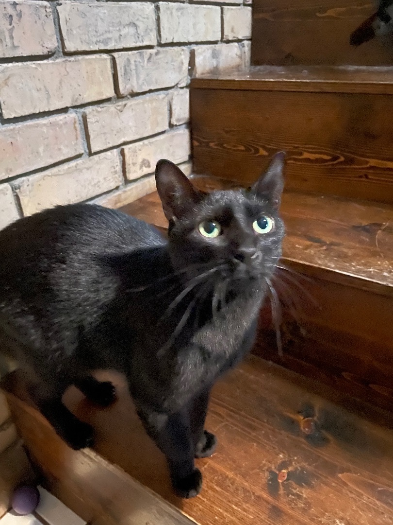 Montie , an adoptable Domestic Short Hair in Whitney, TX, 76692 | Photo Image 3
