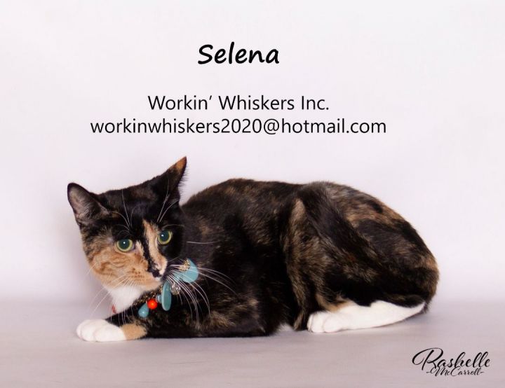 SELENA, an adoptable Calico & Domestic Short Hair Mix in HEMET, CA_image-1