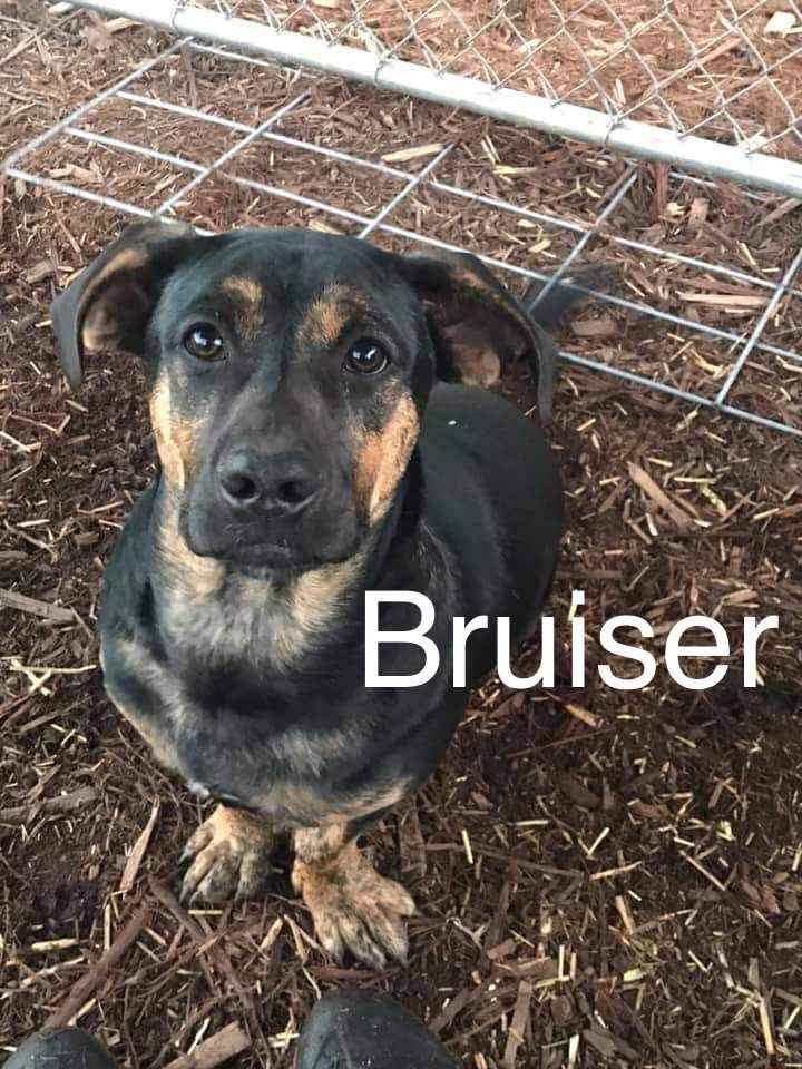 Bruiser