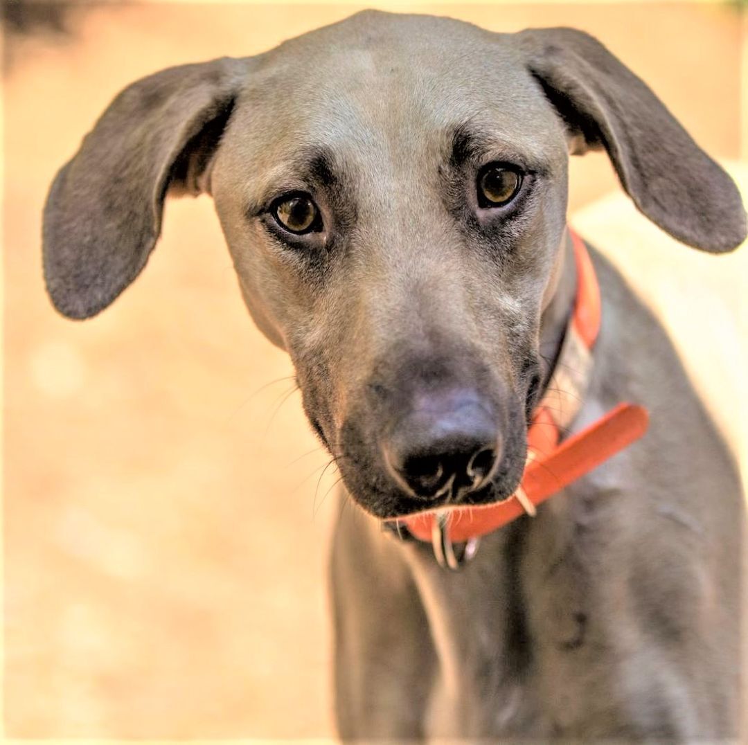 Charleston, happy doggie playmate!