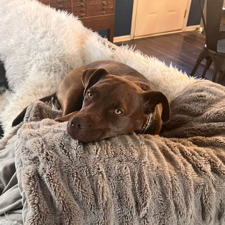 Reba, an adopted Pit Bull Terrier & Labrador Retriever Mix in Omaha, NE_image-1