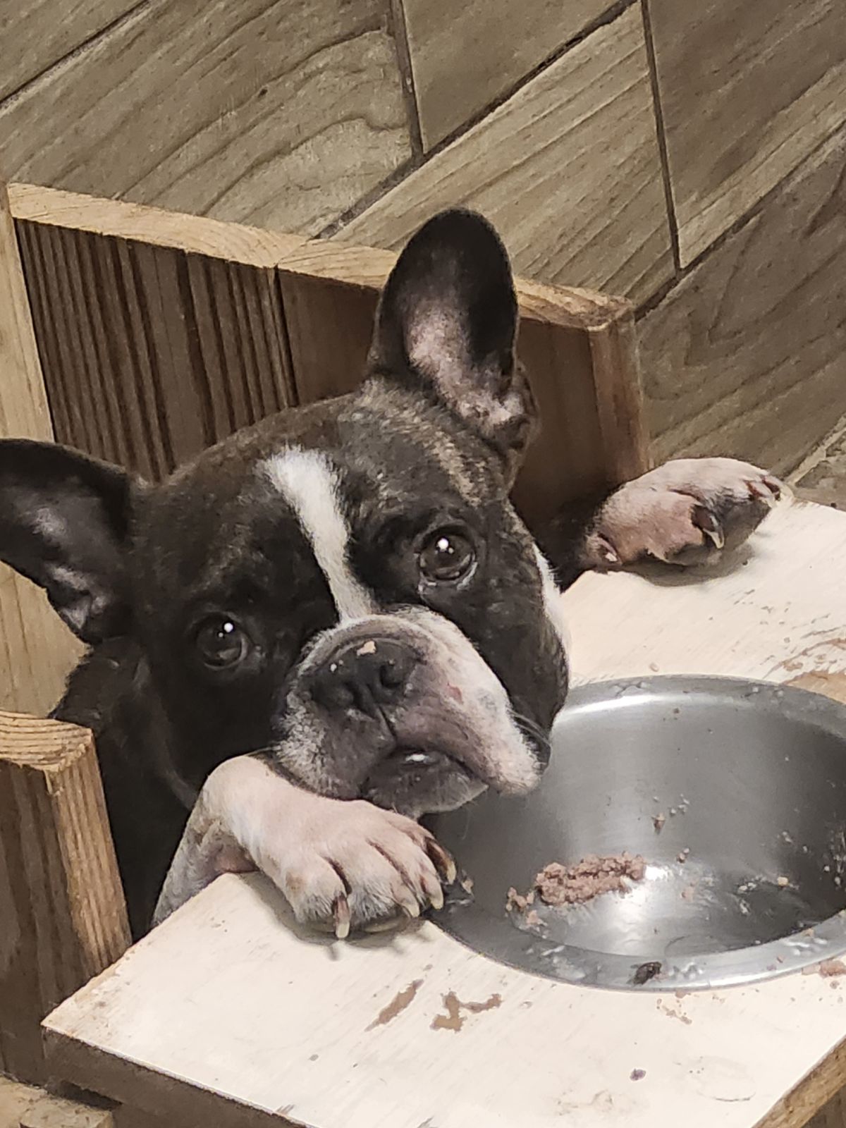 Bones, an adoptable Boston Terrier, French Bulldog in Pipe Creek, TX, 78063 | Photo Image 1