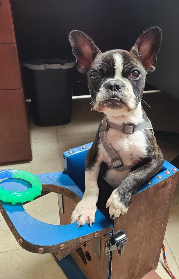 Bones, an adoptable Boston Terrier, French Bulldog in Pipe Creek, TX, 78063 | Photo Image 2