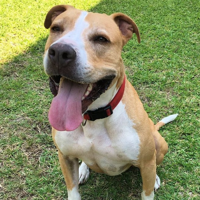 Snuggles, an adoptable Pit Bull Terrier in Sunnyvale, CA, 94085 | Photo Image 1