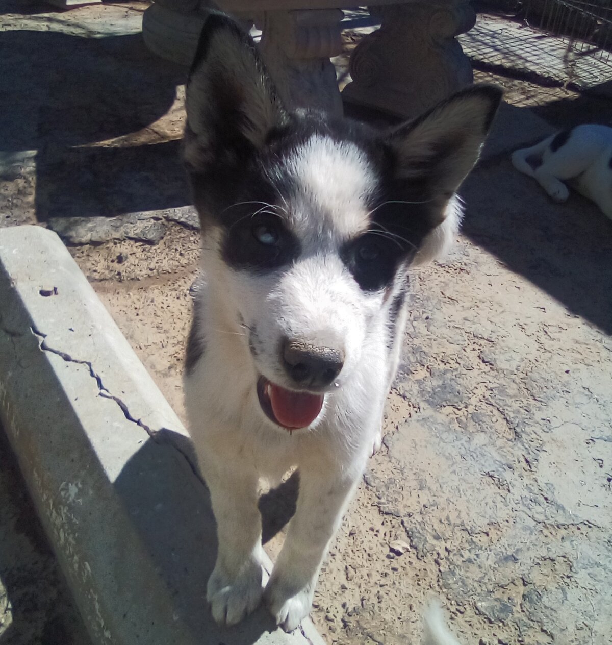 Marta-ADOPTED 3/31/22 Sound of Music pups