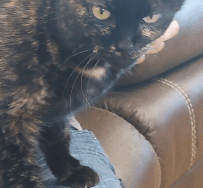 Mystic, an adoptable Domestic Short Hair in Brenham, TX, 77833 | Photo Image 2