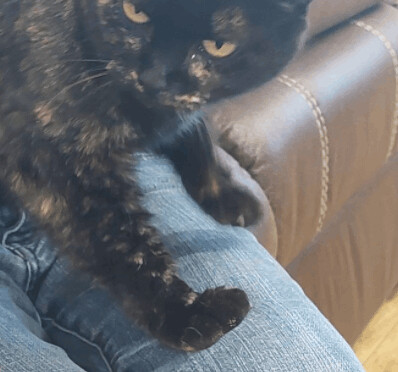 Mystic, an adoptable Domestic Short Hair in Brenham, TX, 77833 | Photo Image 3