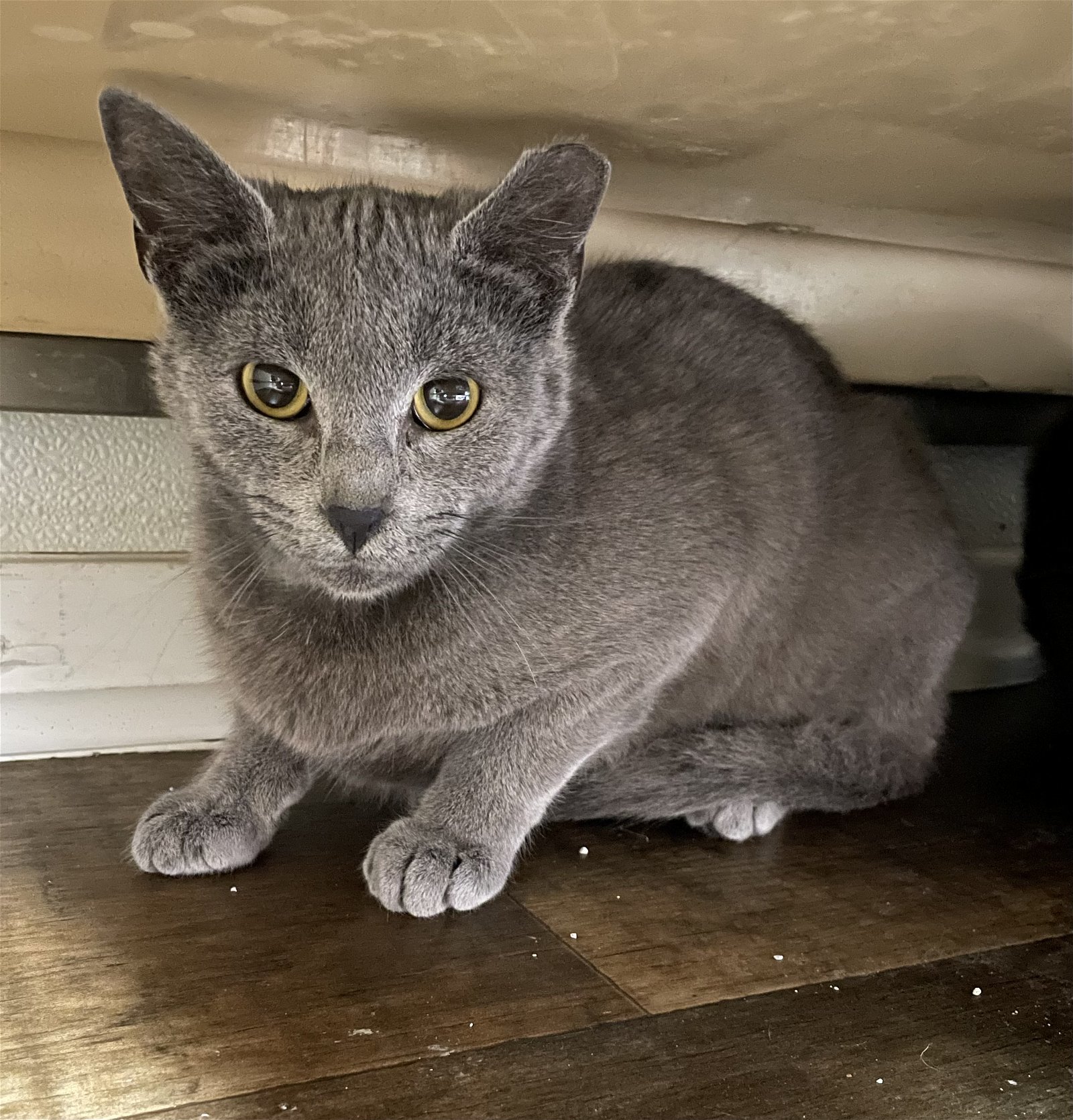 Chanelle, an adoptable Domestic Short Hair in Bluefield, WV, 24701 | Photo Image 1