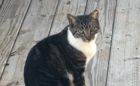 Racing Stripe, an adoptable Domestic Short Hair in Brenham, TX, 77833 | Photo Image 1