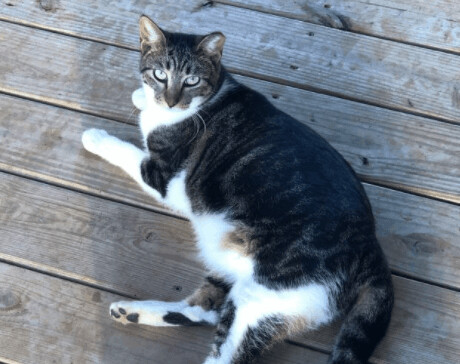 Racing Stripe, an adoptable Domestic Short Hair in Brenham, TX, 77833 | Photo Image 2
