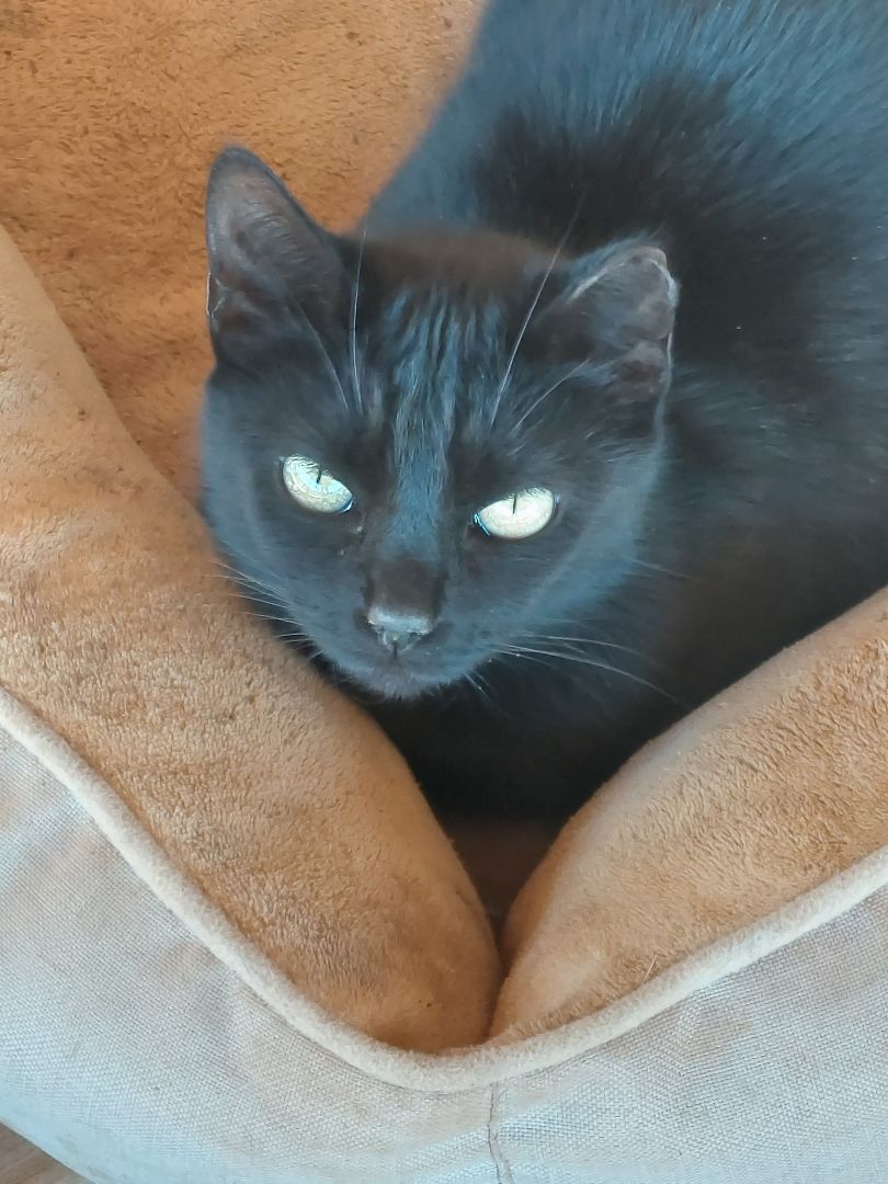 Tick Tock, an adoptable Domestic Short Hair in Brenham, TX, 77833 | Photo Image 3