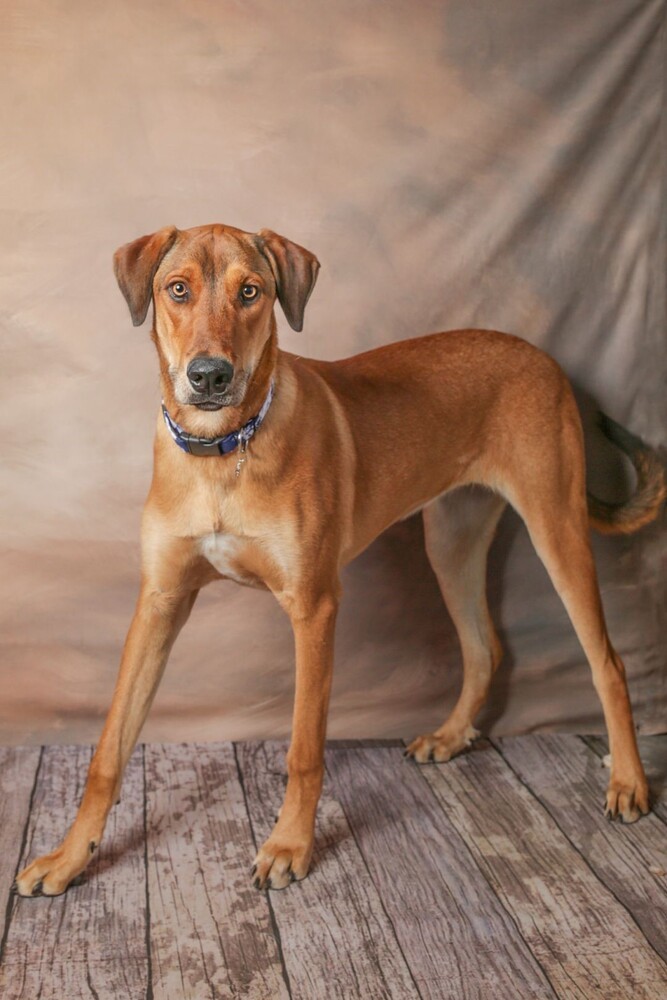 Nala