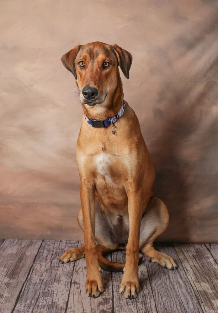 Nala 6