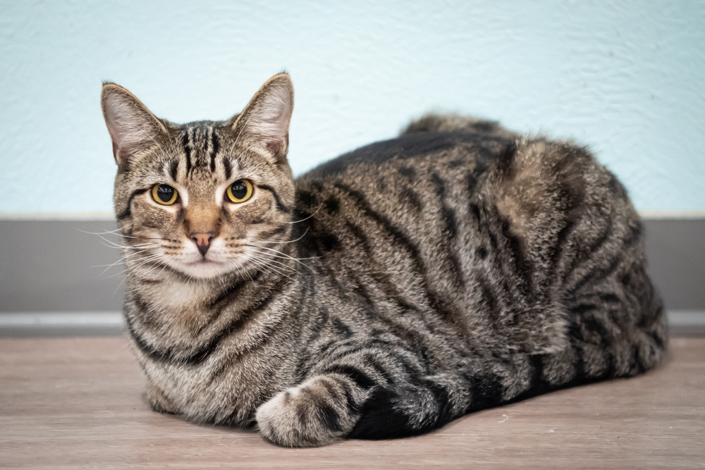 Colby, an adoptable Domestic Short Hair, Tabby in New Cumberland, WV, 26047 | Photo Image 3