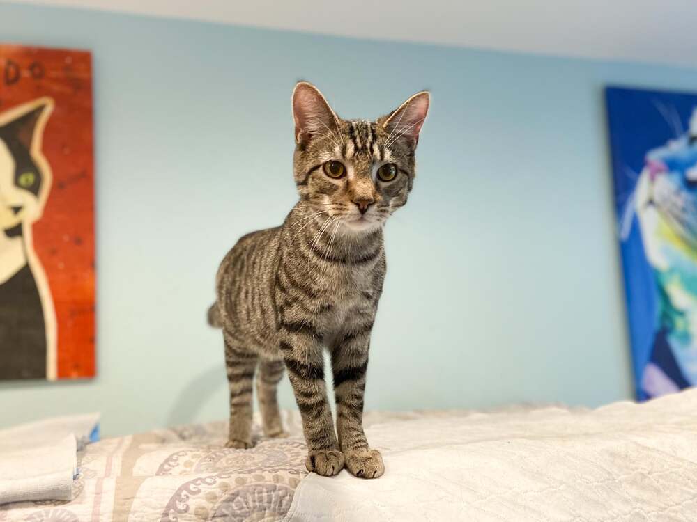 Colby, an adoptable Domestic Short Hair, Tabby in New Cumberland, WV, 26047 | Photo Image 6