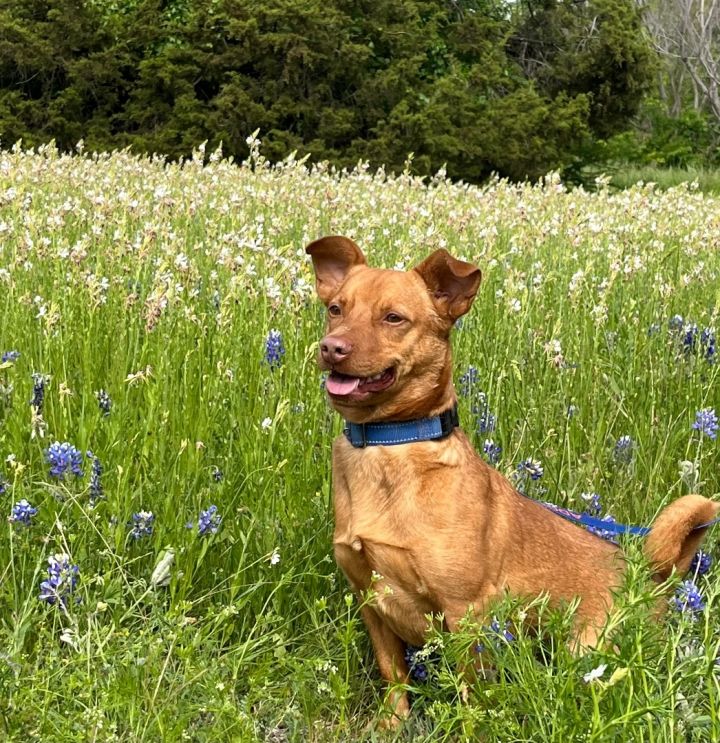 Jackson, an adoptable Terrier Mix in Midlothian, TX_image-1