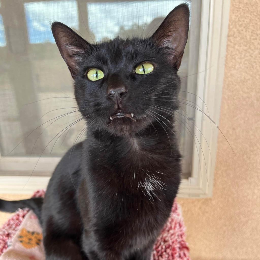 Samara, an adoptable Domestic Short Hair in Kanab, UT, 84741 | Photo Image 1