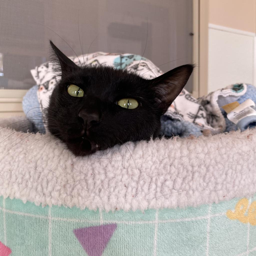 Samara, an adoptable Domestic Short Hair in Kanab, UT, 84741 | Photo Image 3