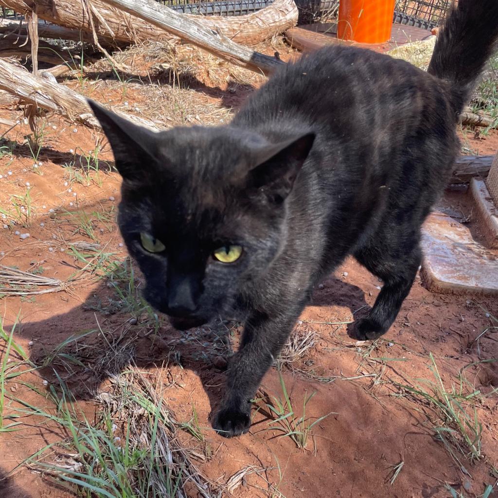 Samara, an adoptable Domestic Short Hair in Kanab, UT, 84741 | Photo Image 4