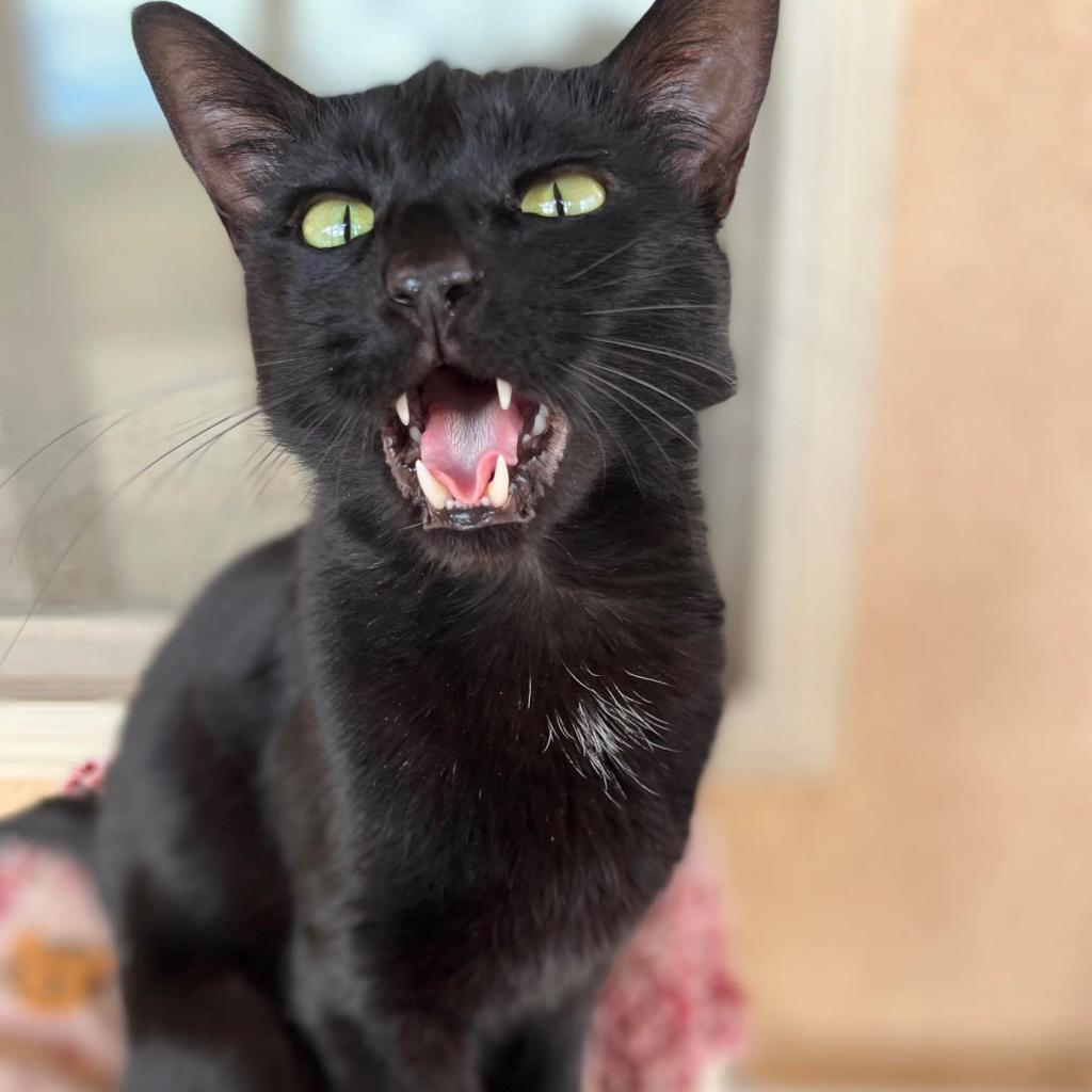 Samara, an adoptable Domestic Short Hair in Kanab, UT, 84741 | Photo Image 5