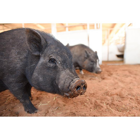 Oscar, an adoptable Pig in Kanab, UT_image-2