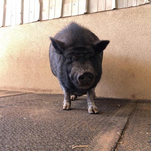 Oscar, an adoptable Pig in Kanab, UT_image-4