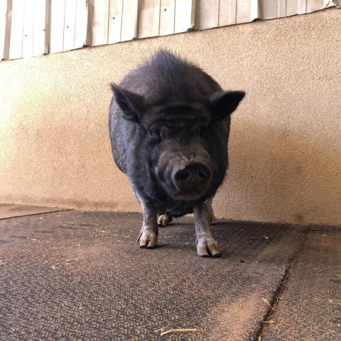Oscar, an adoptable Pig in Kanab, UT_image-5