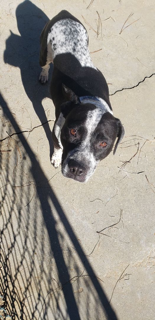 Missy, an adoptable American Bulldog in McComb, MS, 39648 | Photo Image 3