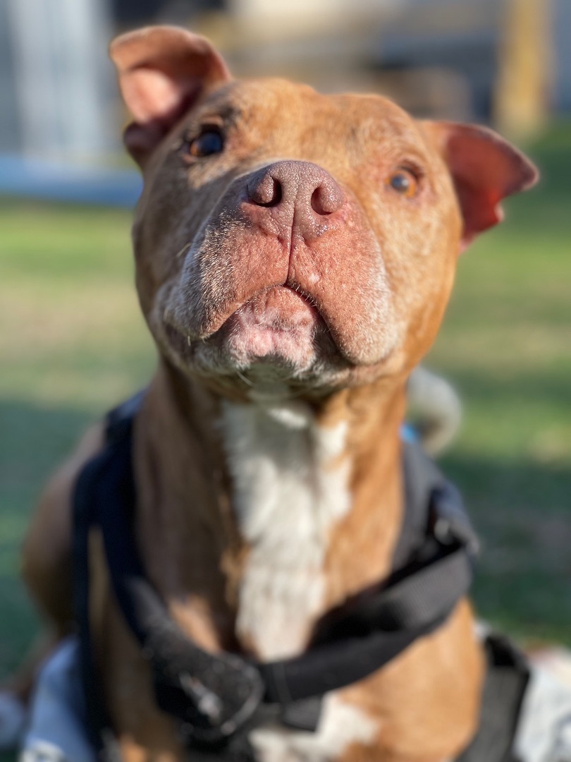 Buddy Love, an adoptable Pit Bull Terrier in Severn, MD, 21144 | Photo Image 3