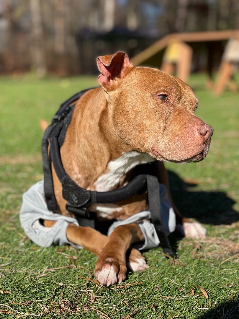 Buddy Love, an adoptable Pit Bull Terrier in Severn, MD, 21144 | Photo Image 4
