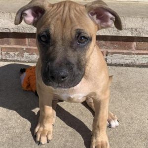 Puppies for Sale in Illinois - PuppySpot