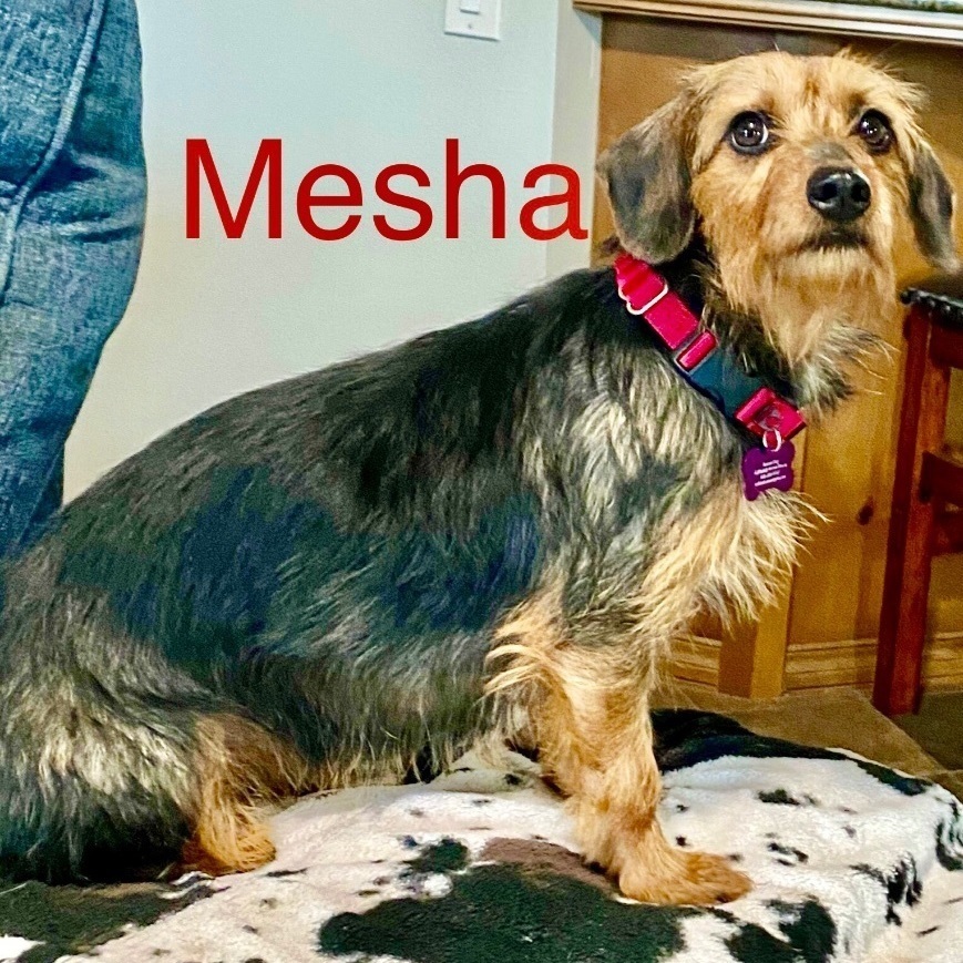 Mesha